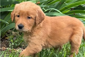 Nicole - puppy for sale