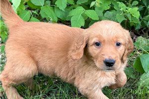 Navy - puppy for sale