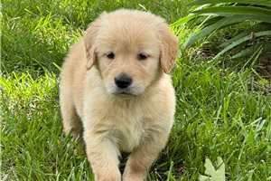 Nina - puppy for sale