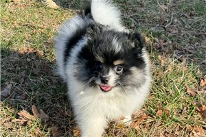 Elise - Pomeranian for sale