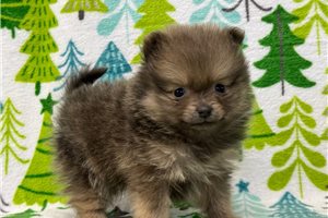 Easton - puppy for sale