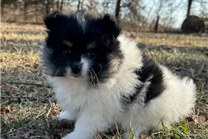 Elise - Pomeranian for sale