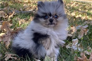 Iggy - Pomeranian for sale