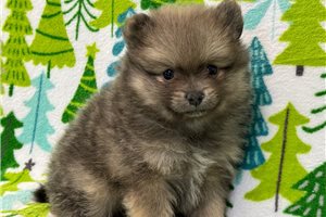 Elias - Pomeranian for sale