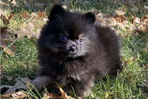 Isaiah - puppy for sale