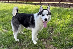 Jacob - puppy for sale