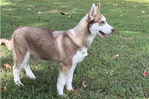 Darlene - puppy for sale