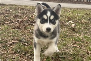 Elizabeth - Siberian Husky for sale