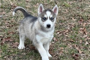 Ezra - Siberian Husky for sale