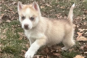 Ethan - Siberian Husky for sale