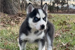 Jiminy - Siberian Husky for sale