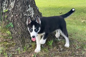 Cera - Siberian Husky for sale