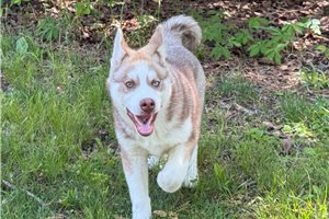 Ethan - Siberian Husky for sale