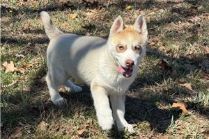 Ethan - Siberian Husky for sale