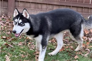 Davy - Siberian Husky for sale