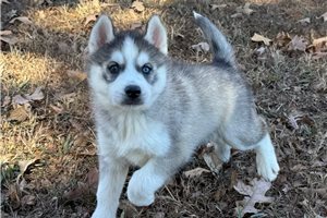 Gordan - puppy for sale