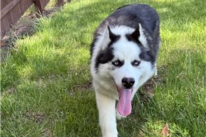 Jasper - puppy for sale