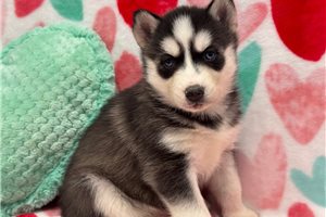 Elizabeth - puppy for sale