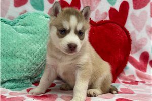 Emma - puppy for sale