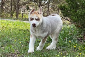 Ethan - Siberian Husky for sale