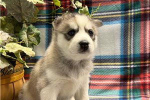 Georgia - Siberian Husky for sale
