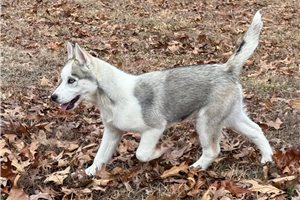 Jocelyn - Siberian Husky for sale