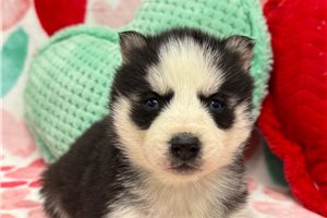 Elijah - puppy for sale