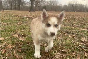 Elias - Siberian Husky for sale