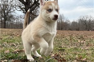 Emma - Siberian Husky for sale