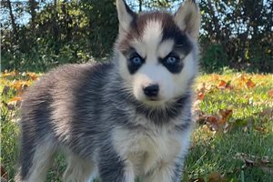 Jaylah - Siberian Husky for sale