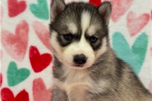 Ellie - puppy for sale