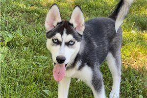 Akari - Siberian Husky for sale