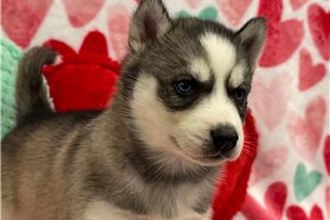 Ezra - Siberian Husky for sale