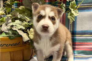 Ginger - puppy for sale