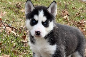 Jeremiah - puppy for sale