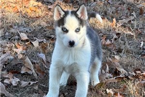 Jazzy - puppy for sale