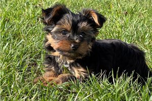 Finley - Yorkshire Terrier - Yorkie for sale