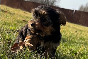 Ferdinand - Yorkshire Terrier - Yorkie for sale