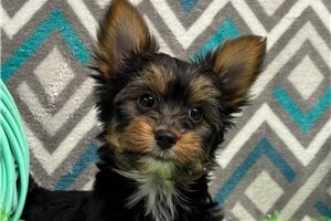 Addison - Yorkshire Terrier - Yorkie for sale