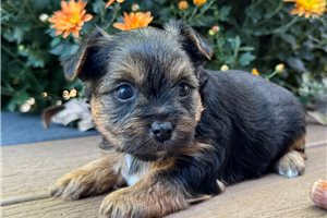 Zeta - puppy for sale