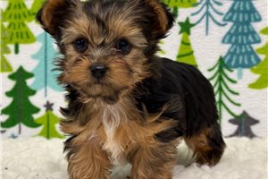 Lincoln - Yorkshire Terrier - Yorkie for sale