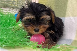 Atlas - Yorkshire Terrier - Yorkie for sale