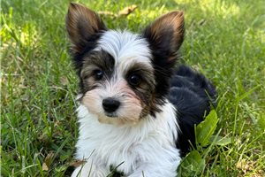 Georgie - Yorkshire Terrier - Yorkie for sale