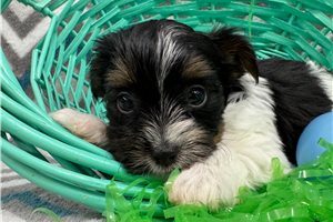 Fitz - Yorkshire Terrier - Yorkie for sale