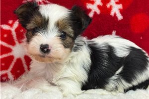 Logan - puppy for sale