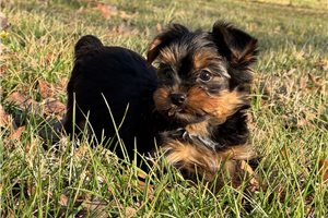 Finley - Yorkshire Terrier - Yorkie for sale