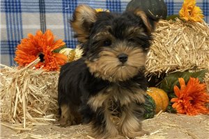 Jameson - puppy for sale