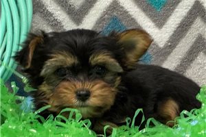 Atlas - Yorkshire Terrier - Yorkie for sale