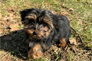 Diego - Yorkshire Terrier - Yorkie for sale