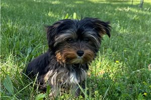 Atlas - Yorkshire Terrier - Yorkie for sale
